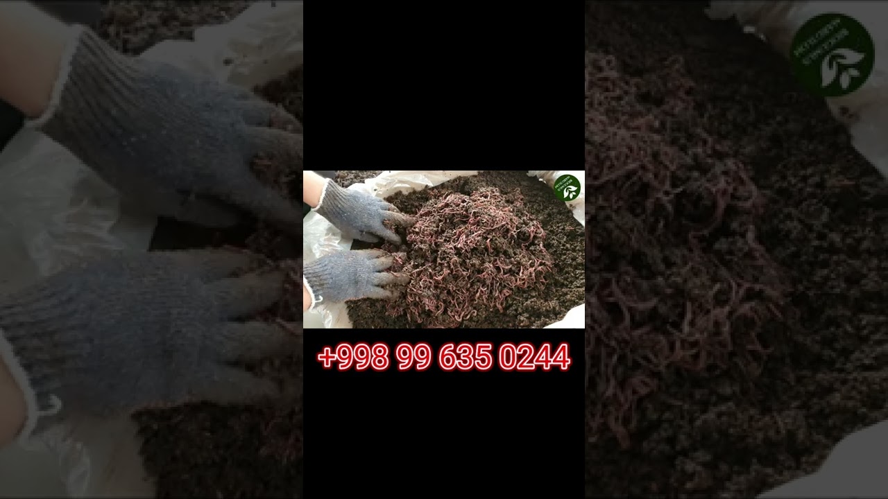 Chuvalchangni zichligini qarang Biogumus