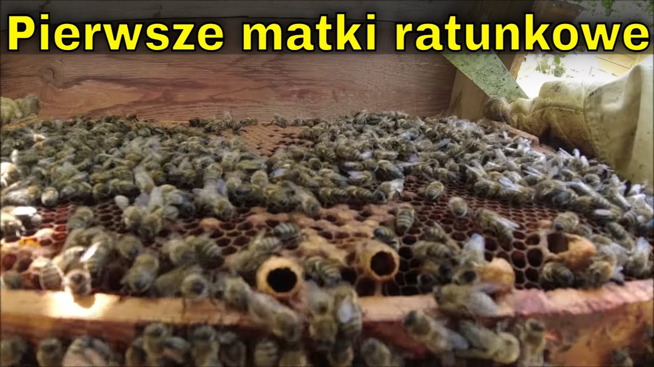 Pierwsze Matki w odkładzie. | Miód się leje, pszczoły noszą nektar. Bez szans na miodobranie...
