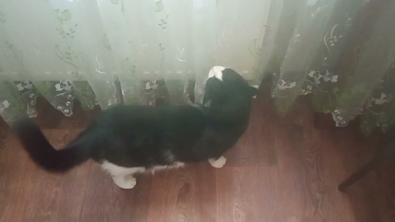 Филька