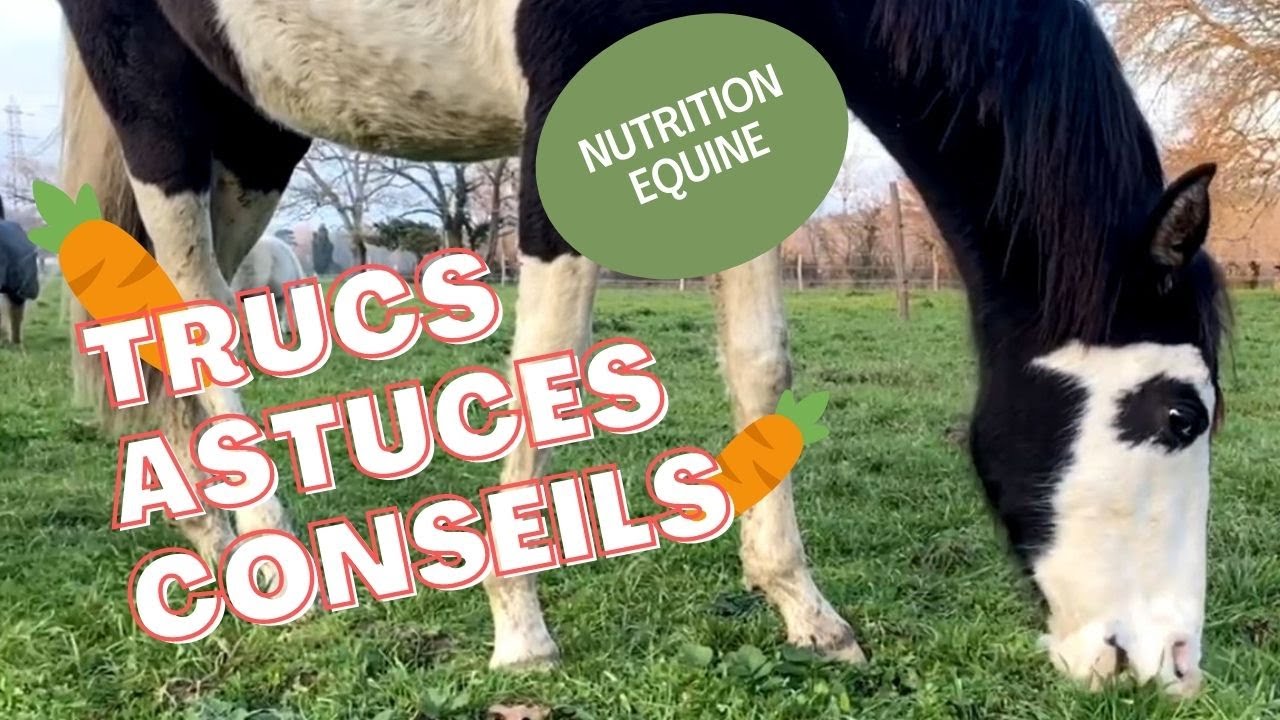 Comment nourrir son cheval?