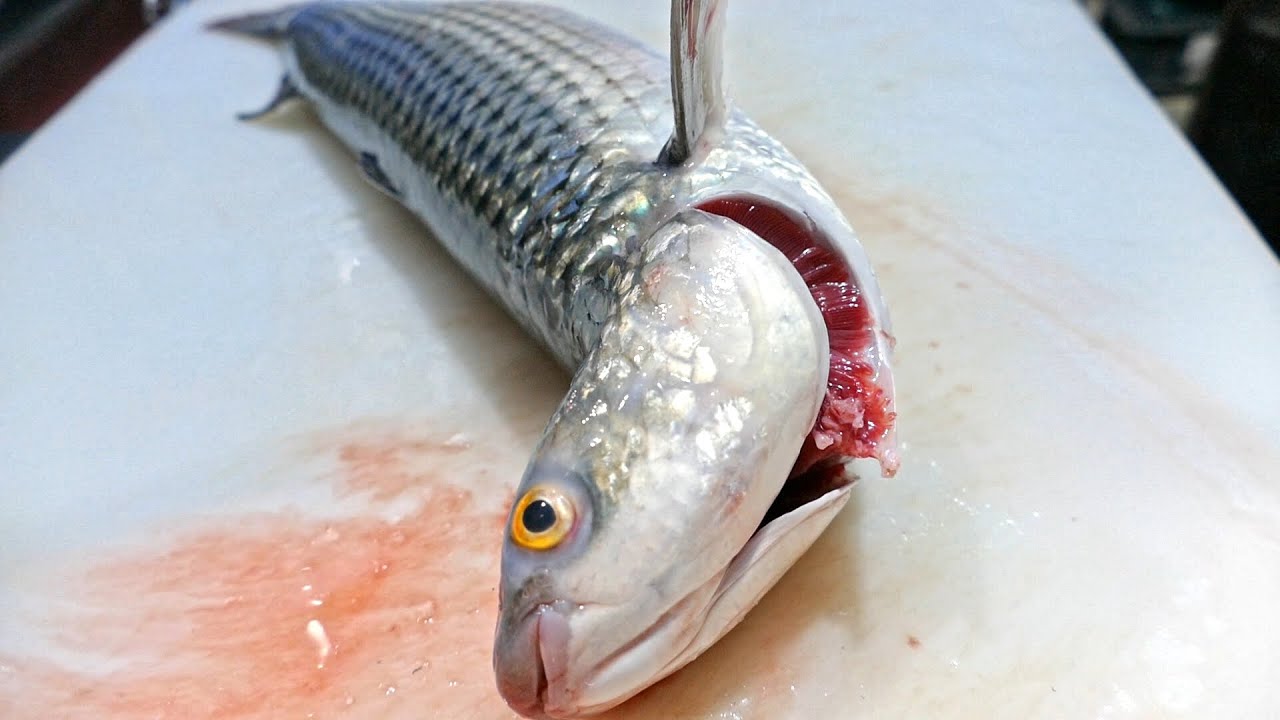 팔뚝숭어 회뜨기 / Flathead mullet / Sliced Raw Gray Mullet / Korean Street Food