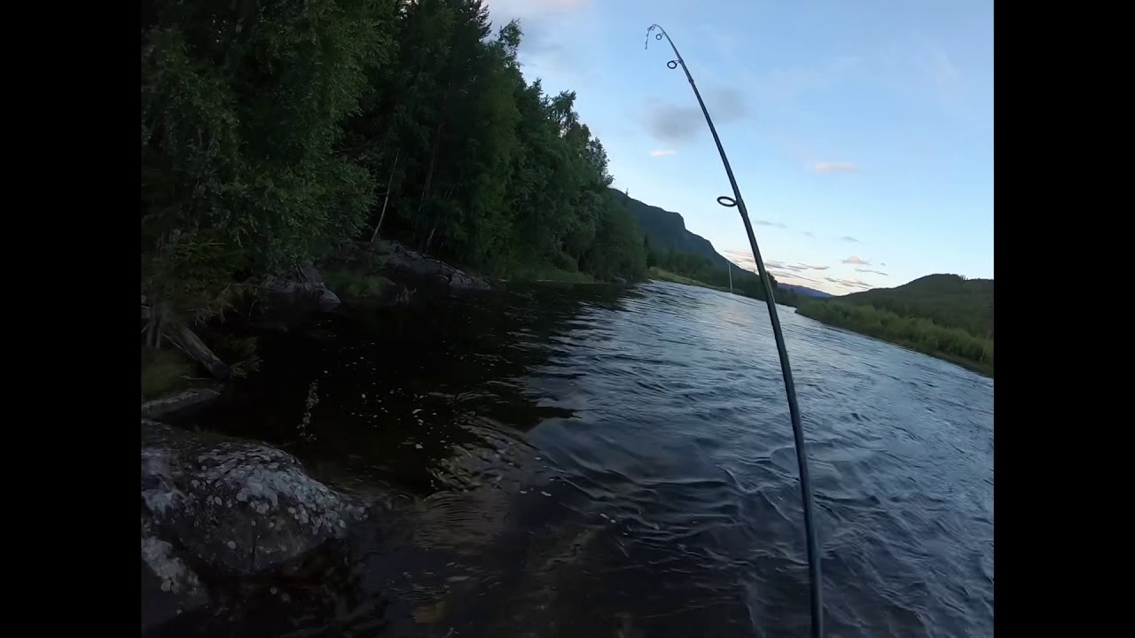 STOR ØRRET i Hallingdalselva