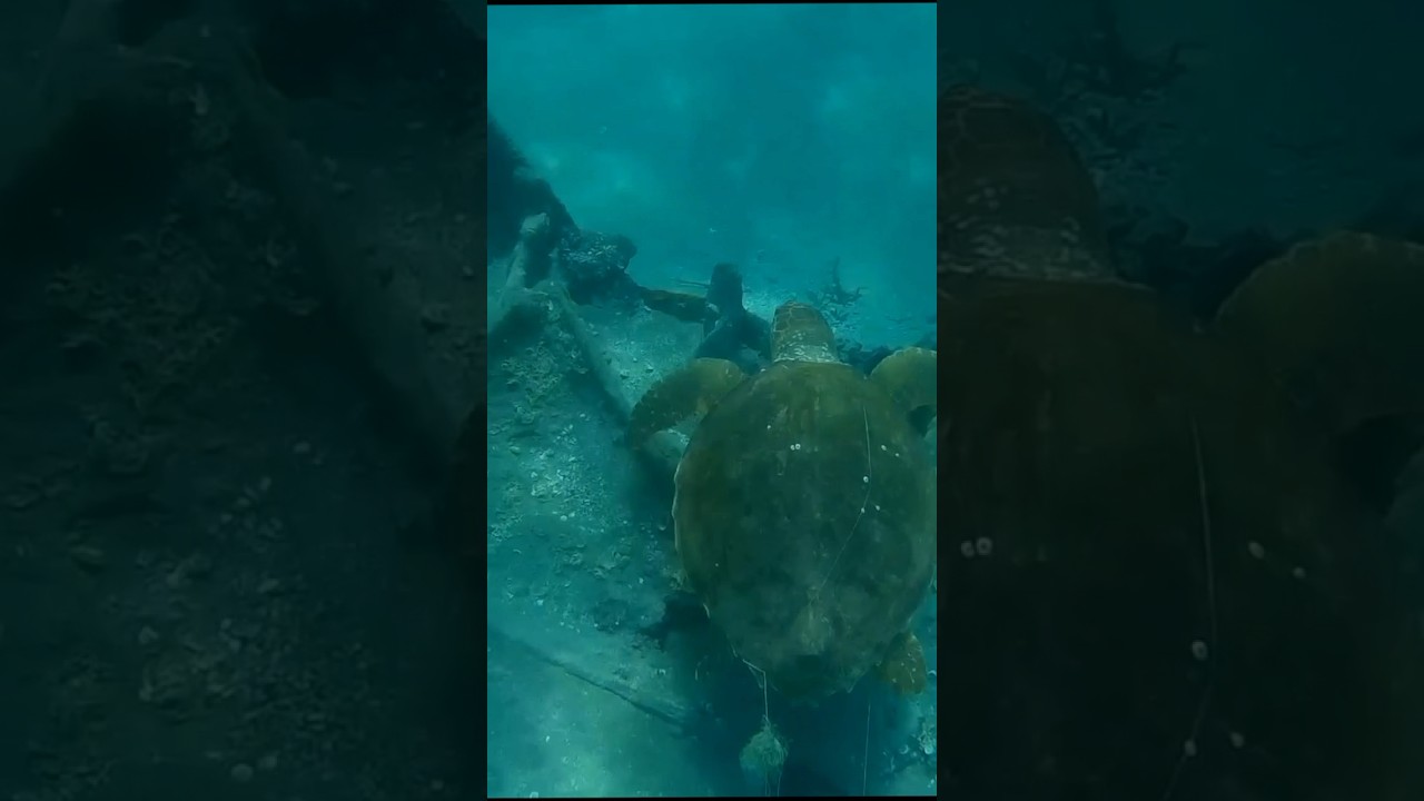 Turtle wrapped in fishing line