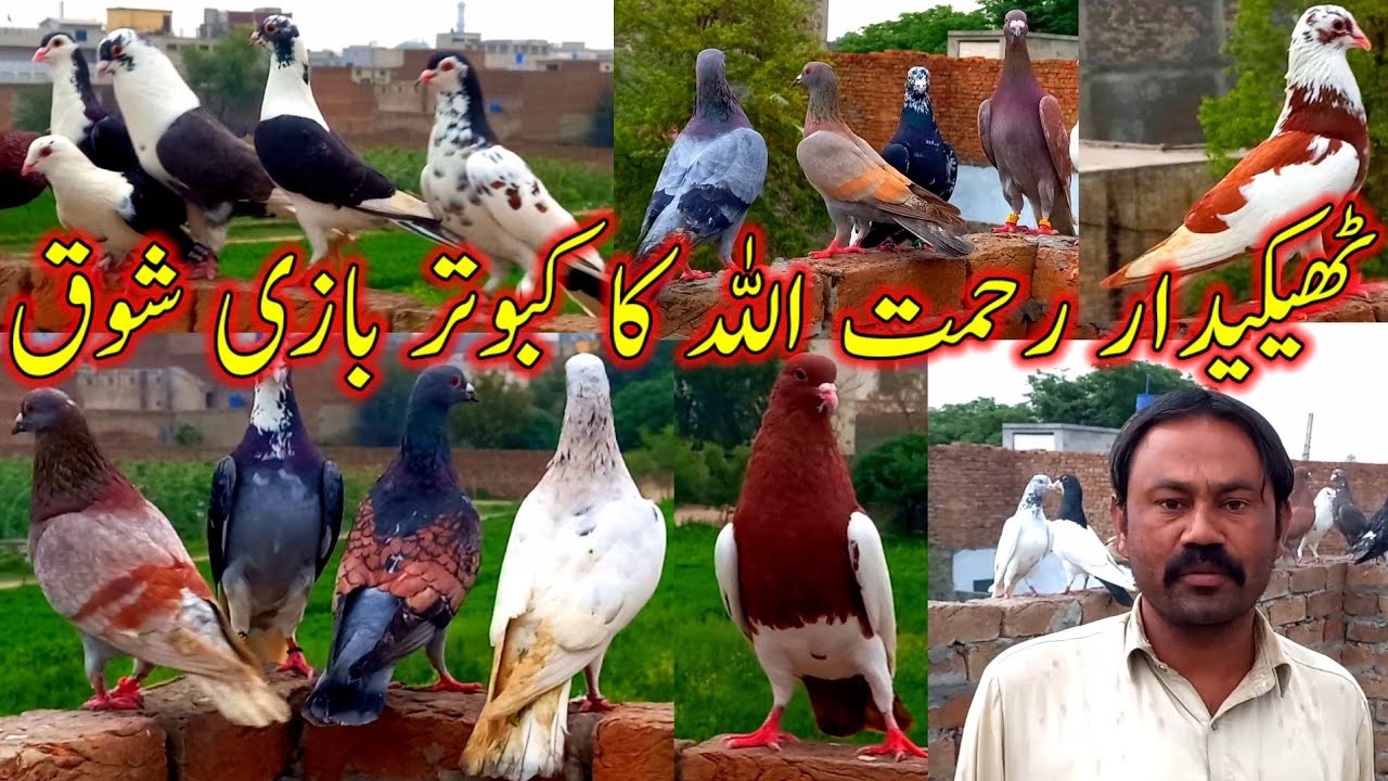 Contractor Rahmatullah Pigeon Hobby | Kabootar Bazi | Pigeon keeping | Fancy Pigeon |