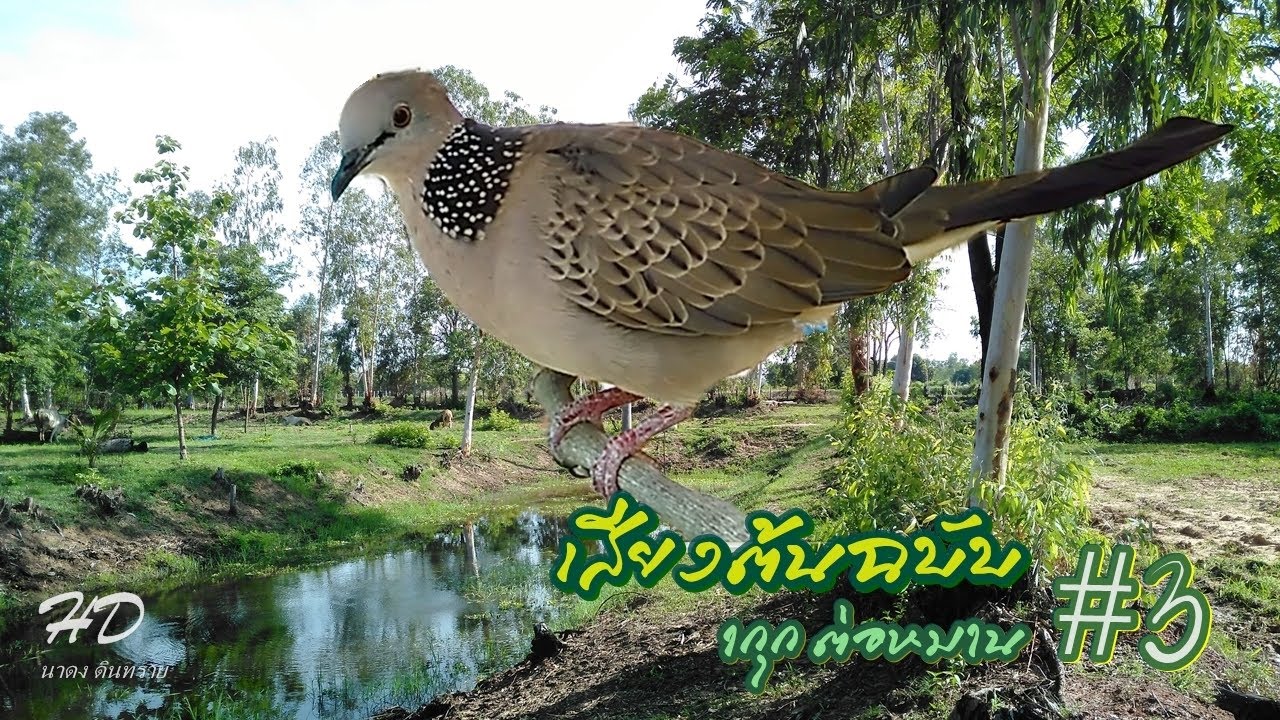 เสียงเรียกนกเขาใหญ่ 1กุกต่อหมาน #3 สุดยอดเสียงเรียก คู ต้นฉบับเสียงดี2563 เสียงเปิดต่อนก ชัด100%