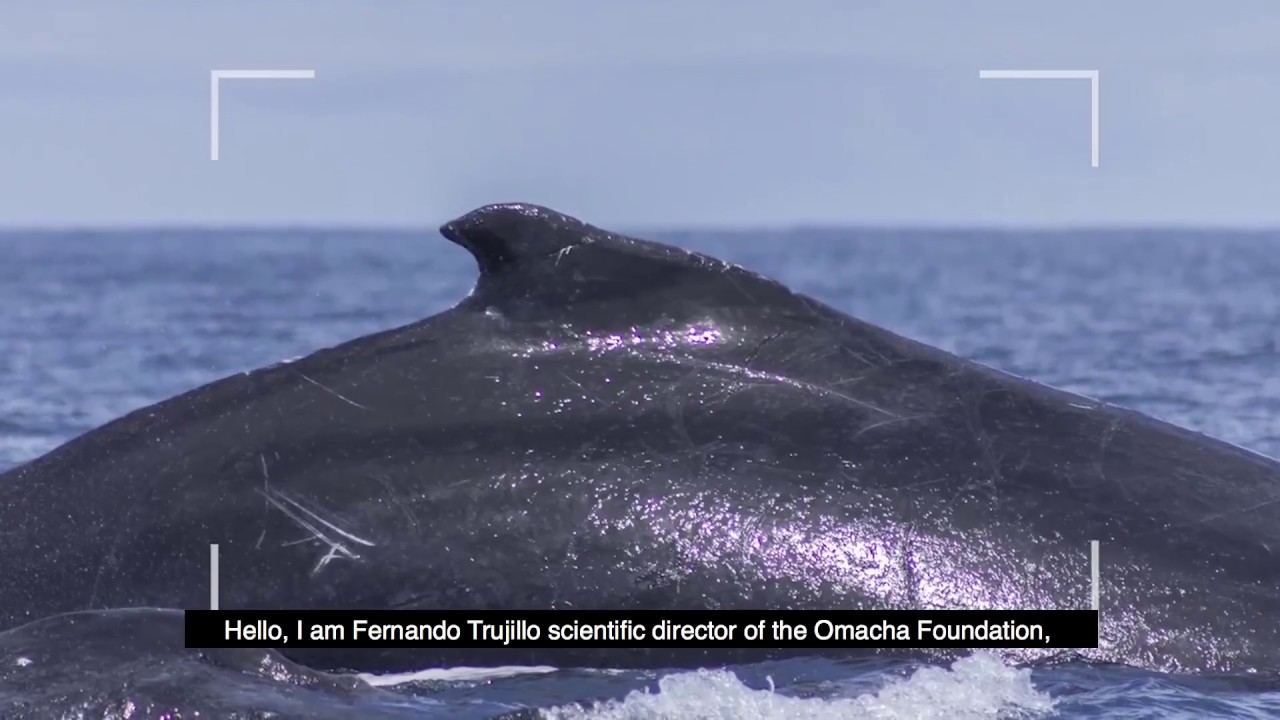 Yubarta, the humpback whale. English subtitles