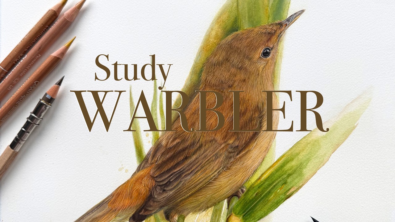 Watercolour Underpainting with Coloured Pencil  #art #birds #realisticdrawing #drawing