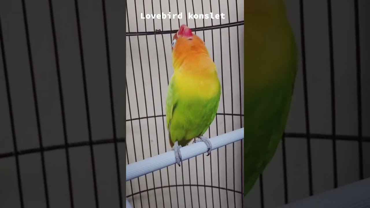 Lovebird Konslet Indonesia