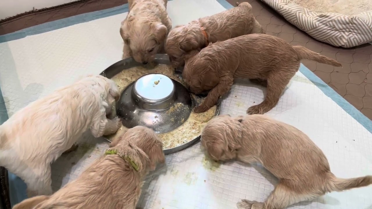 Snowy&rsquo;s Schnoodle litters - The Weaning Process