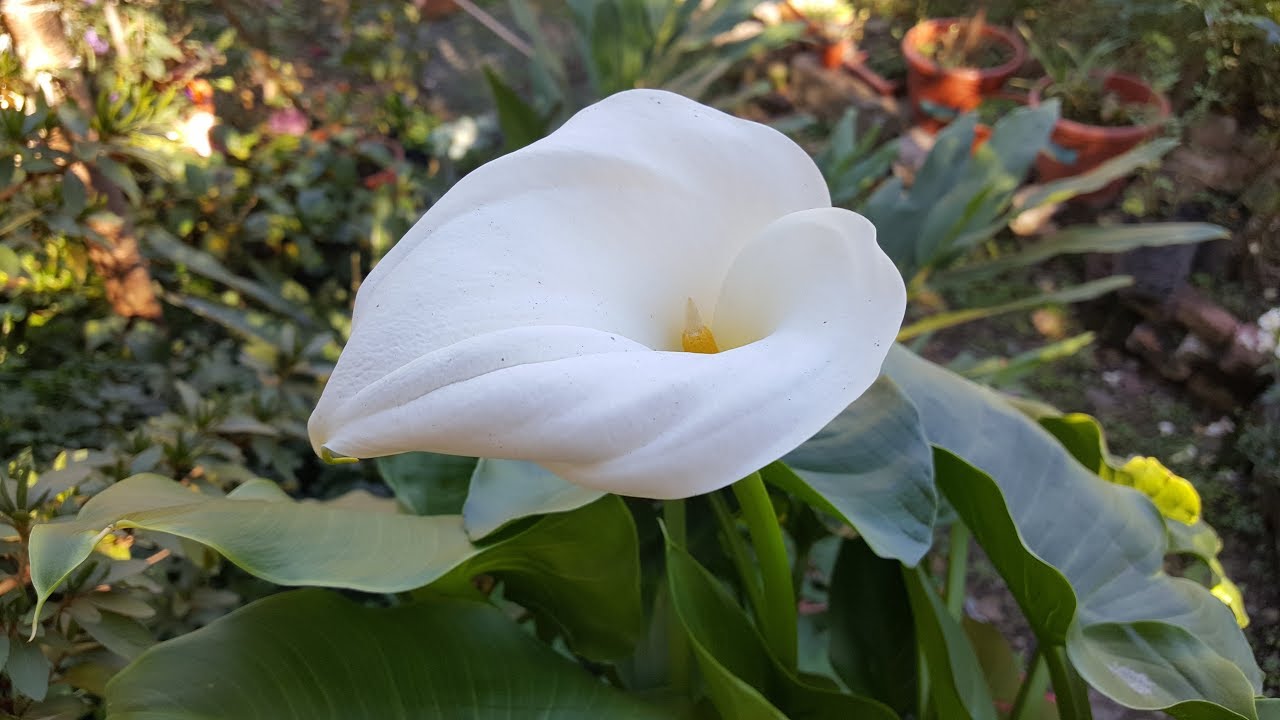 Cuidados de las Calas / Alcatraces / Cartuchos blancos