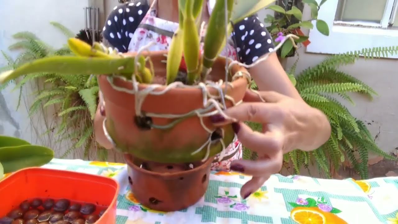 COMO PLANTAR ORQUIDEA CATTLEIA EM VASO DE CERÂMICA!