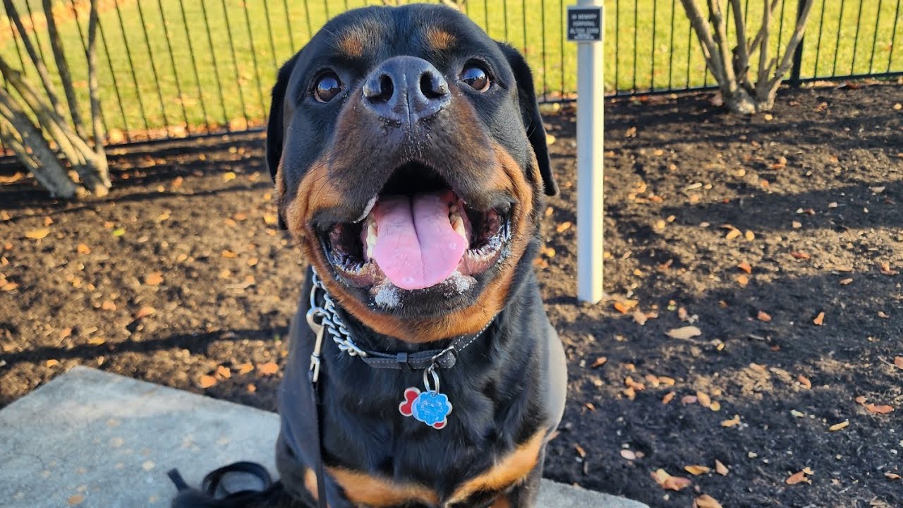 120 Pounds of Determination: Max’s Incredible Reactive Dog Breakthrough!