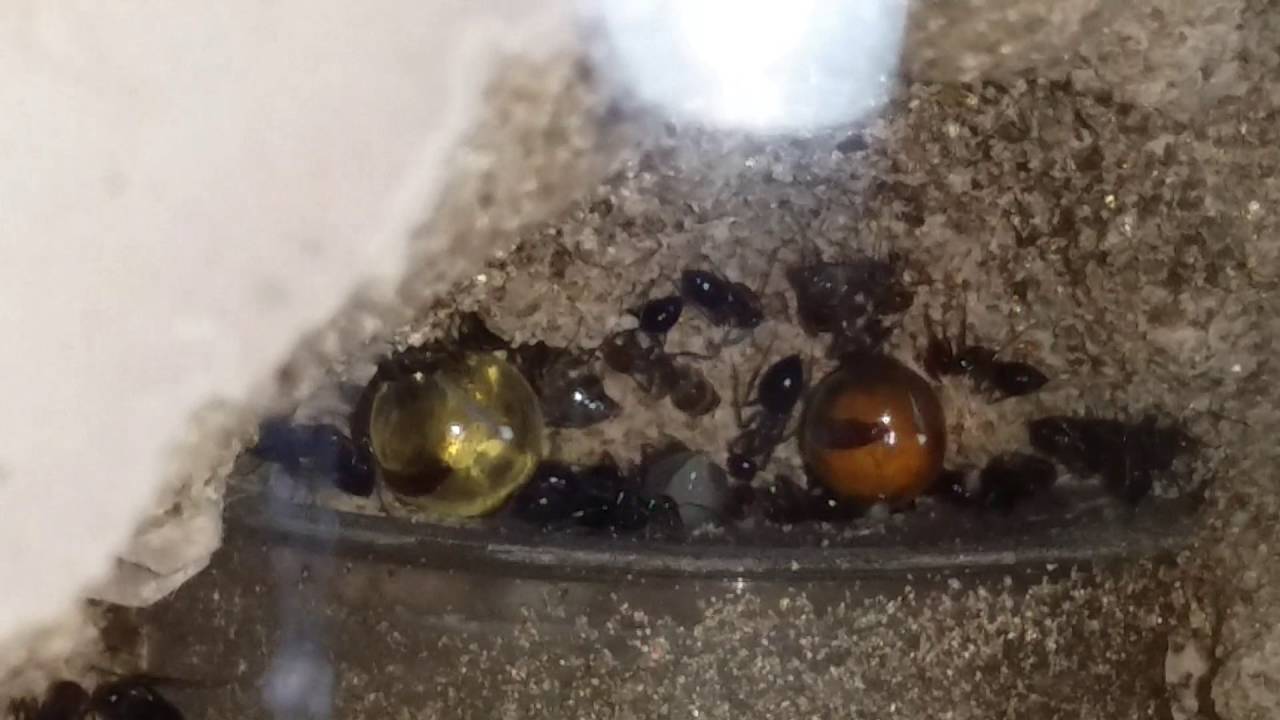 Myrmecocystus Mimicus moving their queen.