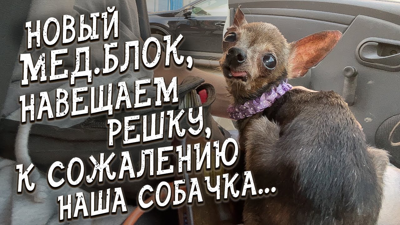 Спасение животных / Приют на колёсах / Поездка в Екатеринбург / Часть 1