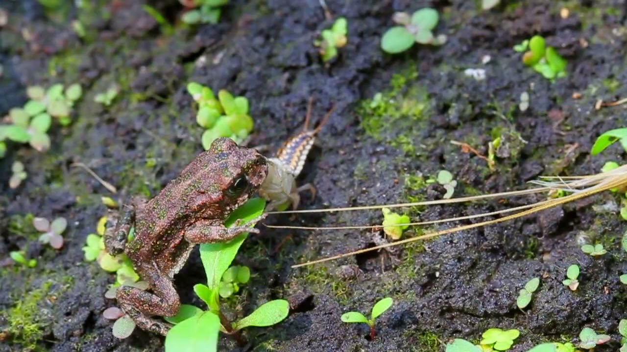 Epomis larva luring and preying on a toad