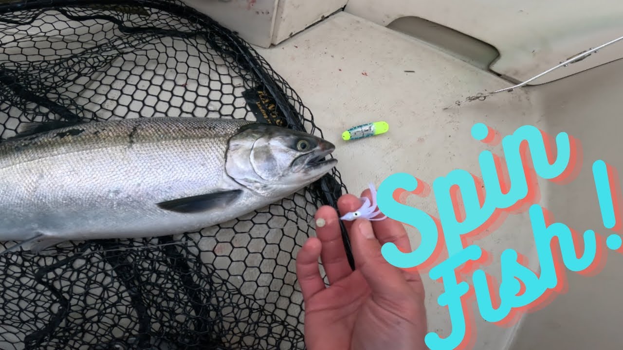 Back in Marine Area 11, Fishing Puget Sound Coho Salmon. Ace High Fly vs Spinfish Round 1!