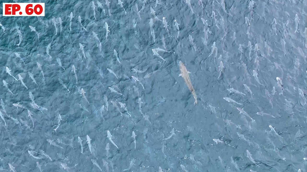 Big Fish Spotted with the Drone. Can we Catch it?