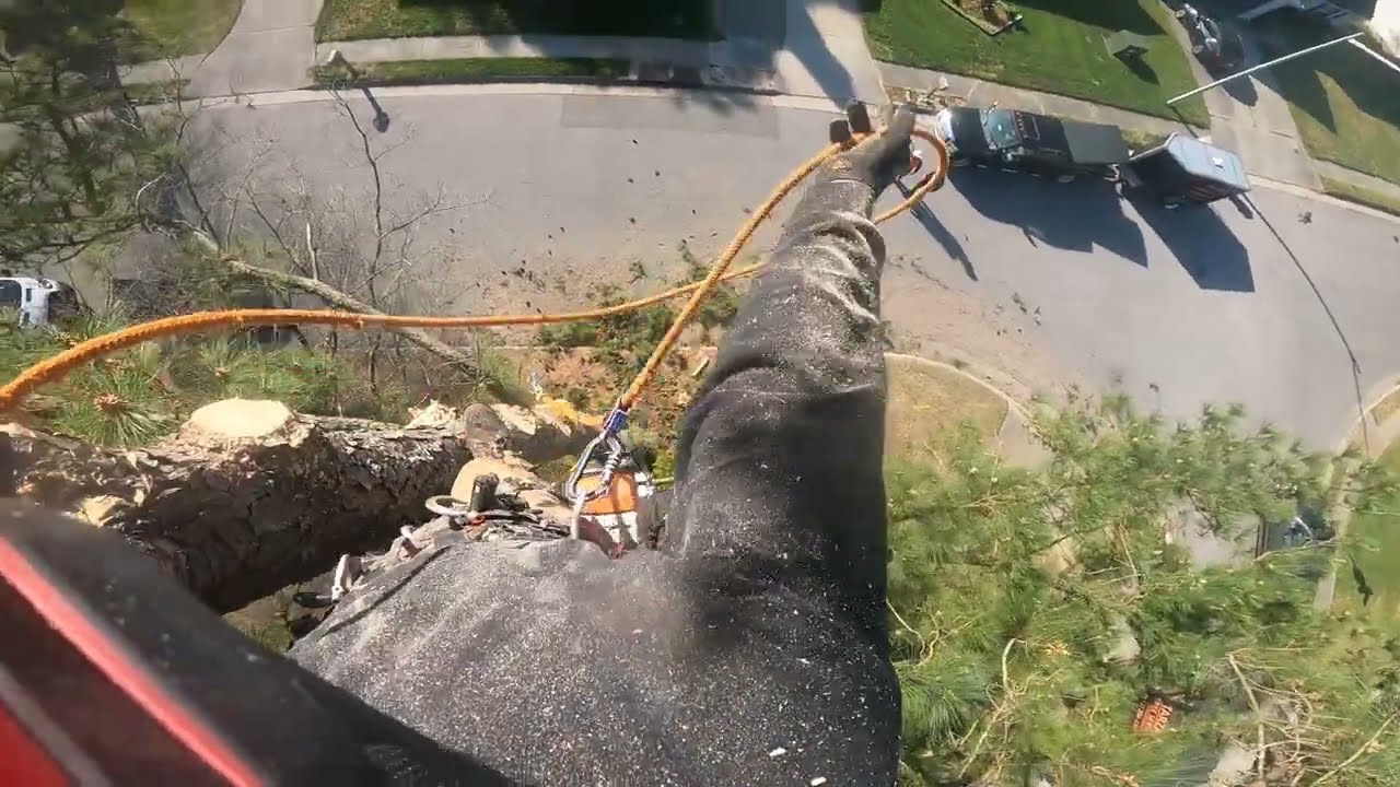 (RAW) Pine Precision: Expert Climber Takes Down Twin Pines