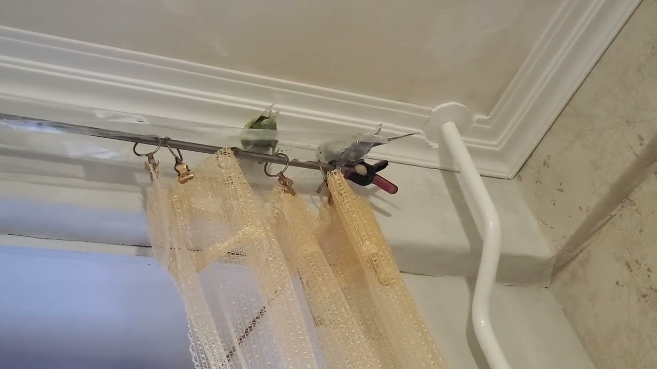 Попугаи носятся по карнизу