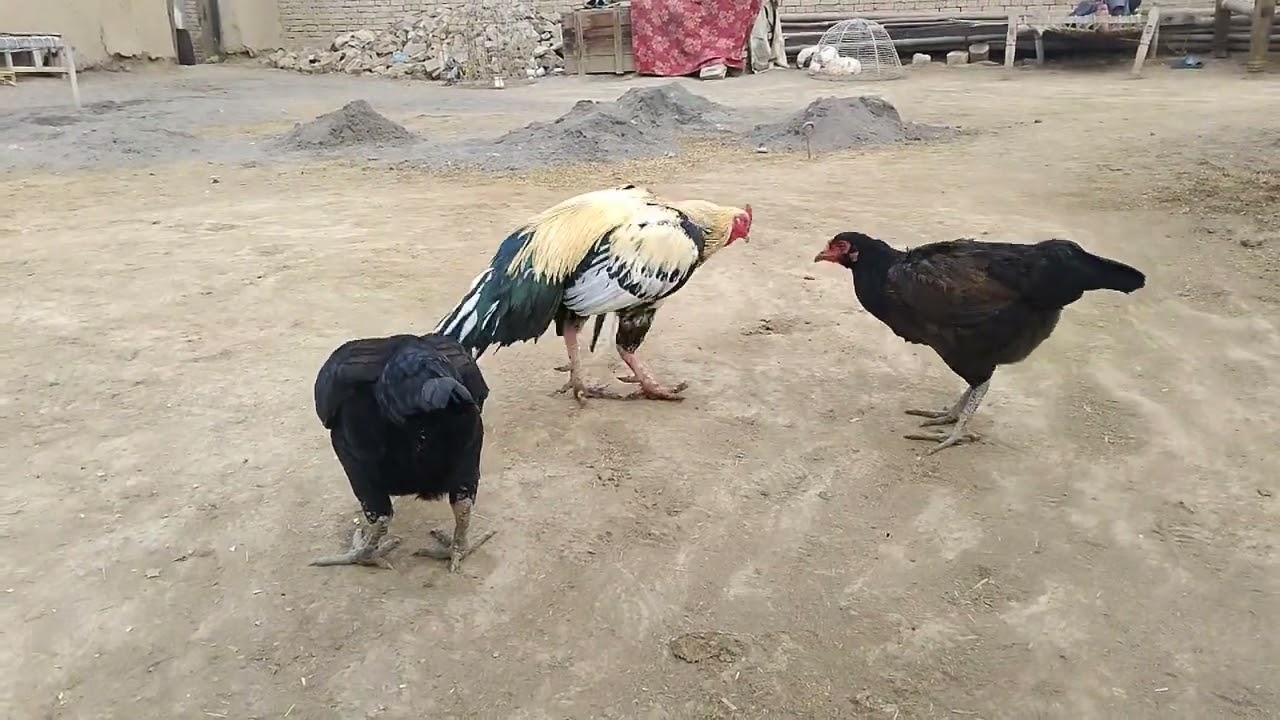 Aseel Rooster and Hens Enjoying Feed || Natural Chicken Sounds & Peaceful Farm Bird Voices