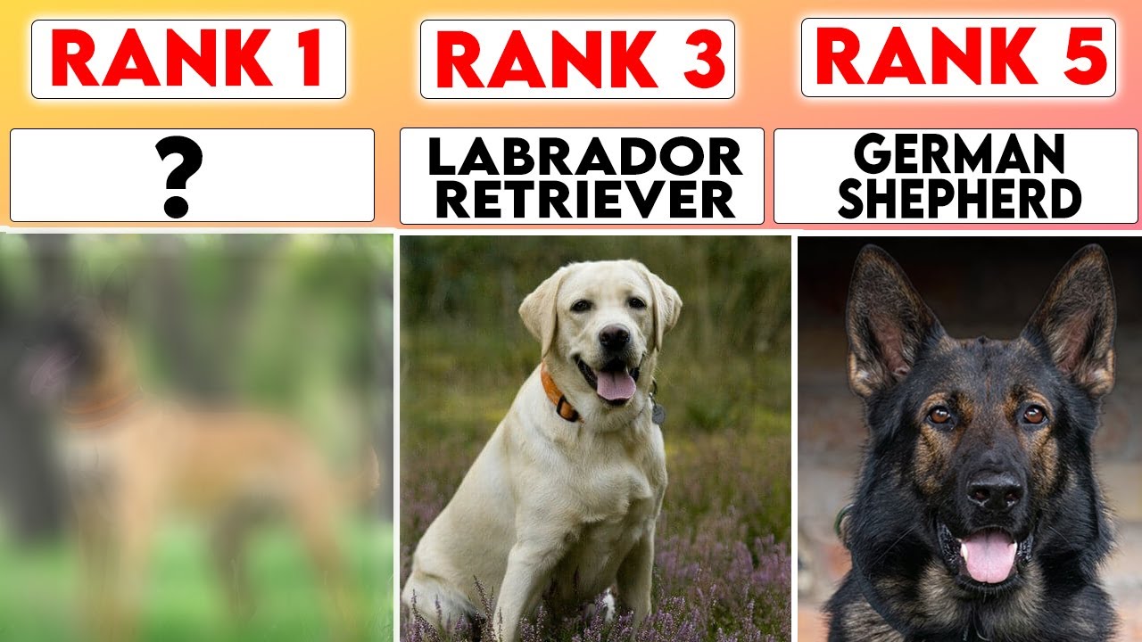 Top 10 Most Popular Dog Breeds in 2026 Loved Worldwide