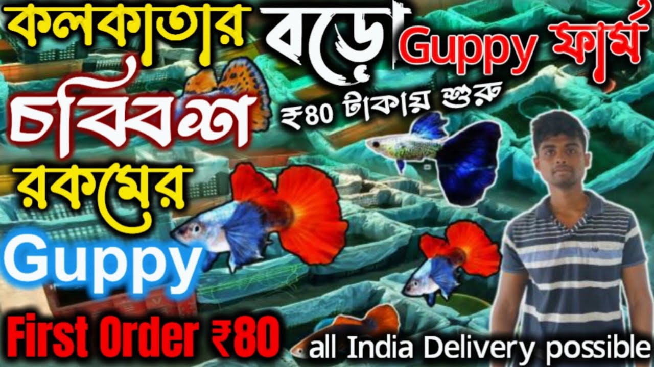 🔥দক্ষিণ চব্বিশ পরগনার নতুন guppy fish অনেক কমদামে😱kolkata aquarium fish seller।budgebudge fish price