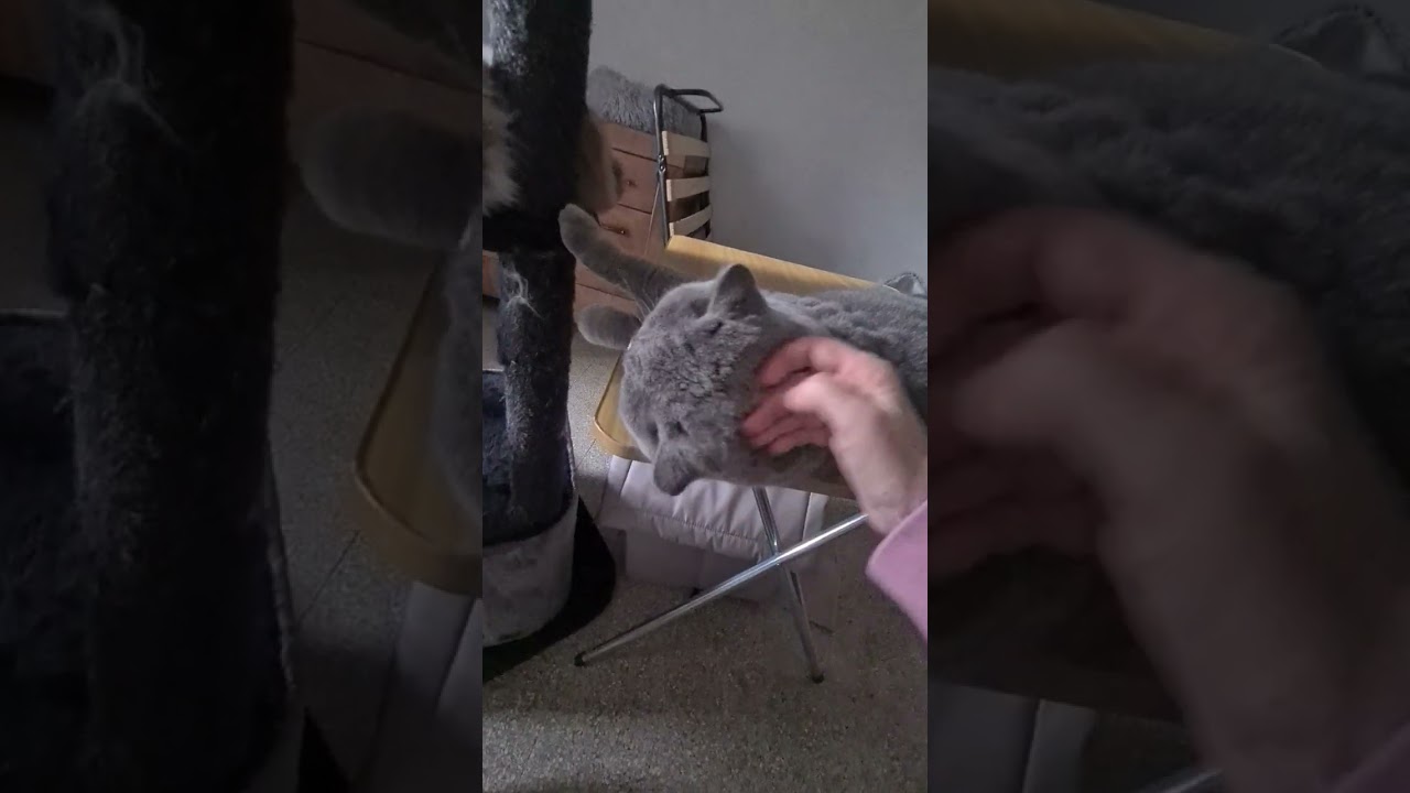 #cat