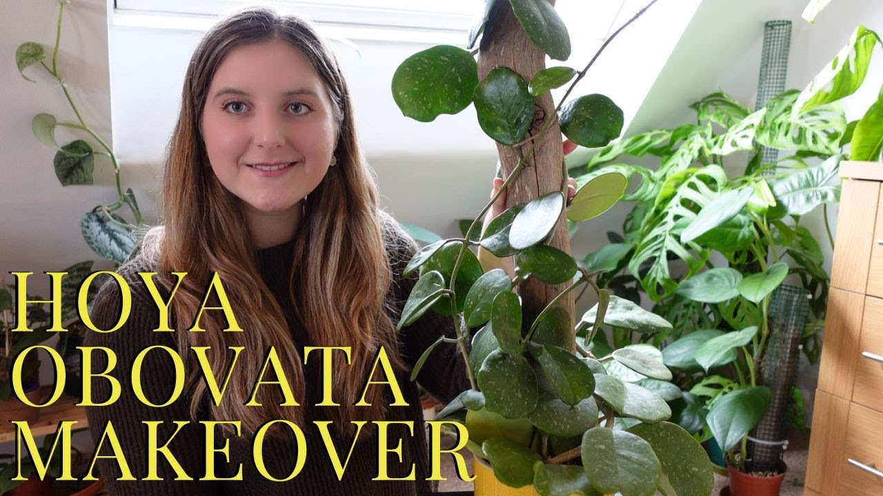Hoya Obovata Makeover 💅✨🪴