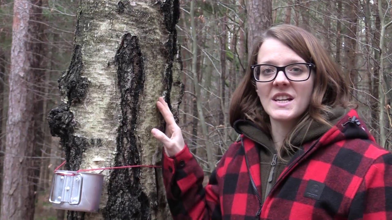 Tapping Birch Trees For Birch Sap