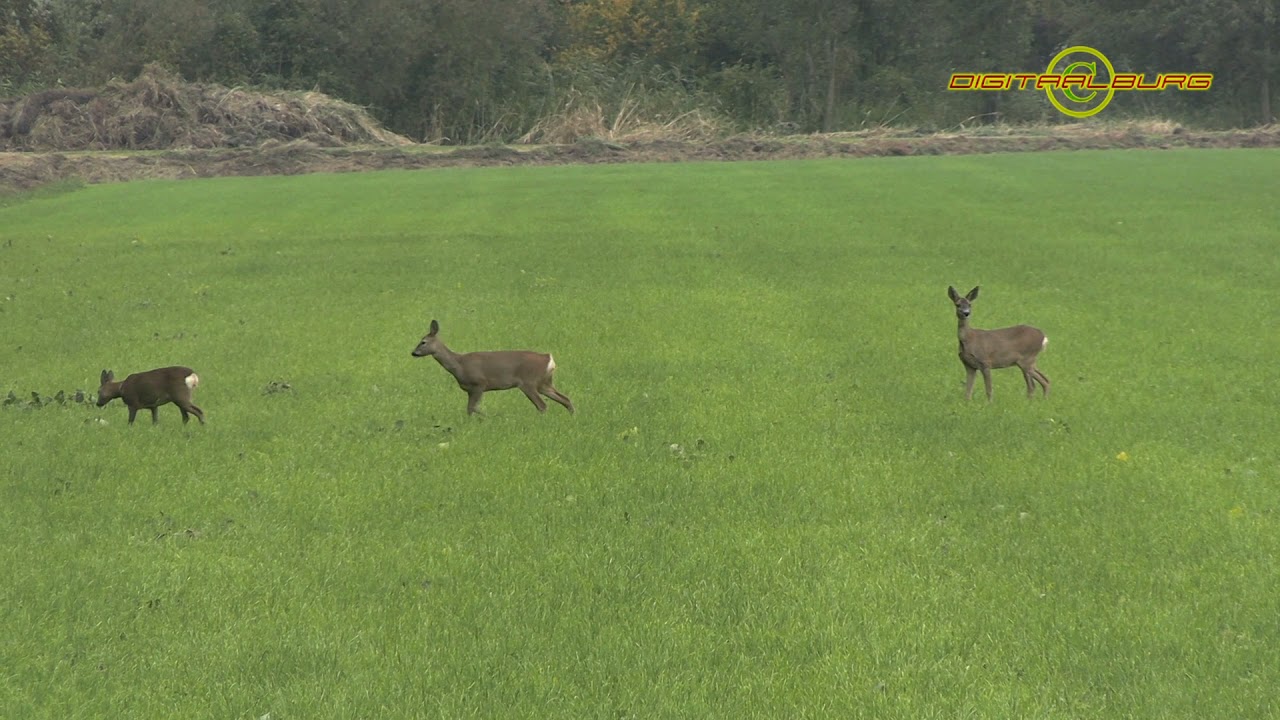 Reeën spotten in de Bommelerwaard