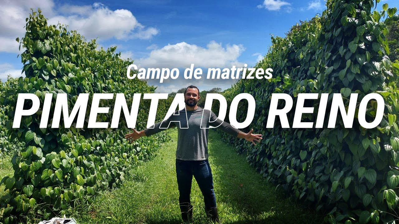 Como fazer a MELHOR plantação | Pimenta-do-reino | Parte 1