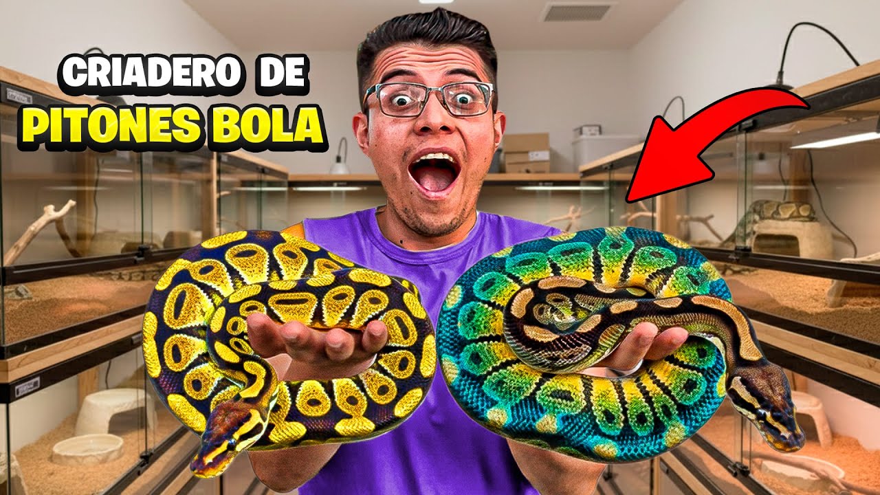¡Estas Pitones Bola Valen MÁS que un Auto! 😱🐍
