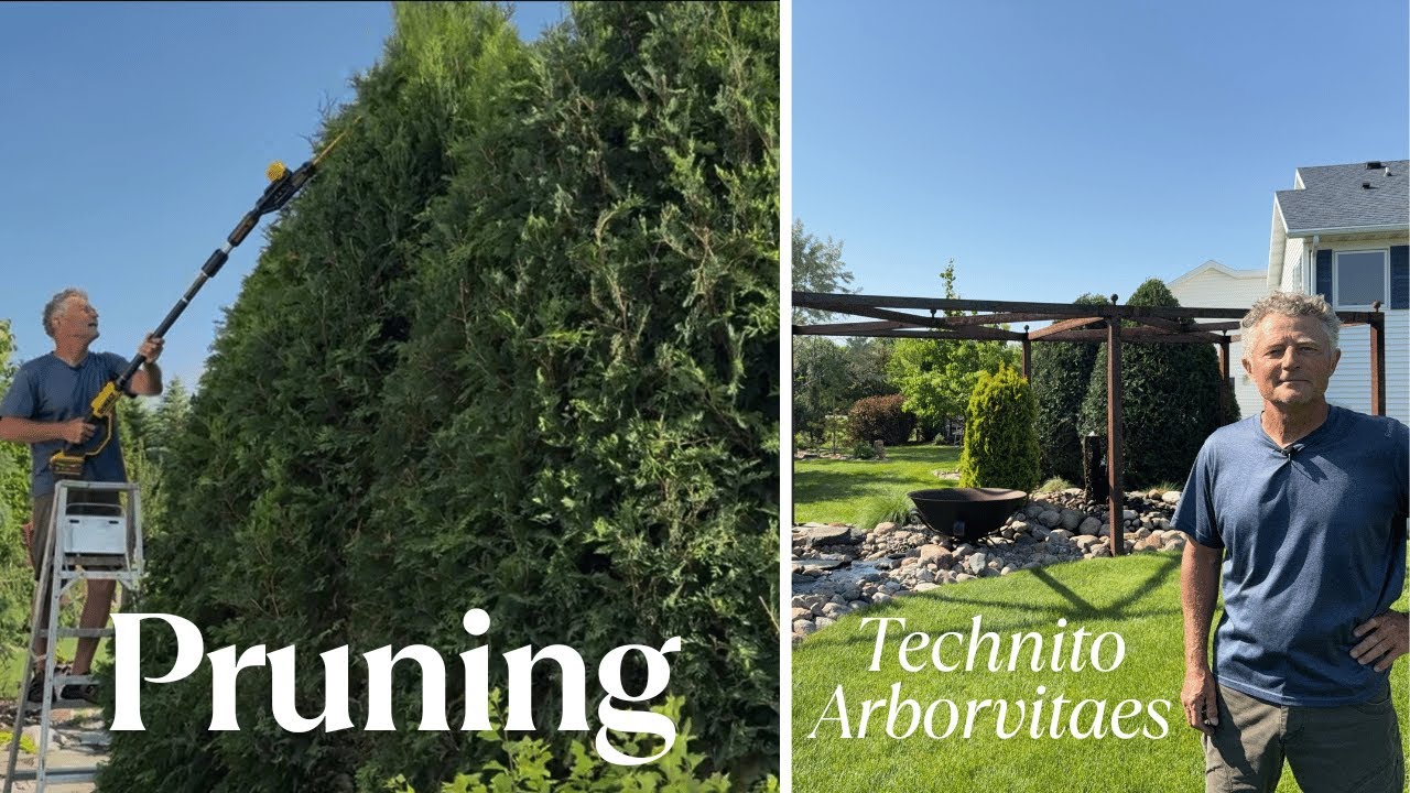 How To Prune Large Arborvitaes | Technito Variety