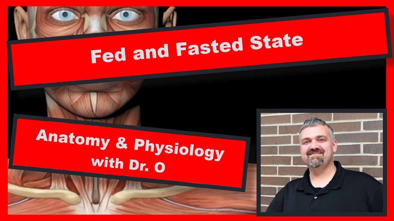 Fed and Fasted State:  Anatomy and Physiology