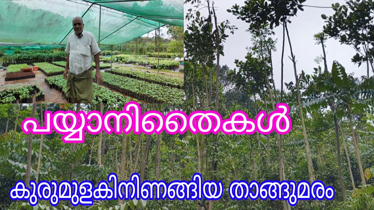 Payyani Best for Pepper Planting#Antony Muniyara Vlogs