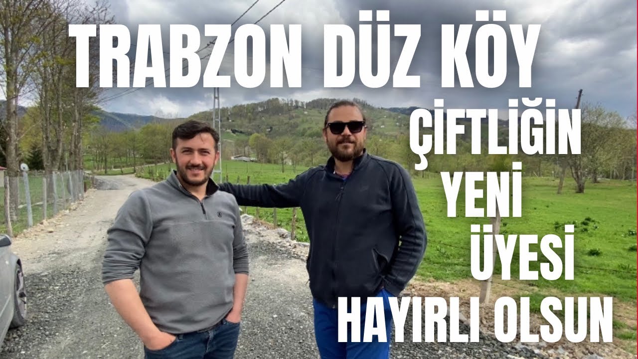 TRABZON DÜZ KÖYDEN , YENİ ÇİFTLİK ÜYESİNİ ALDIM ,HAYIRLI OLSUN