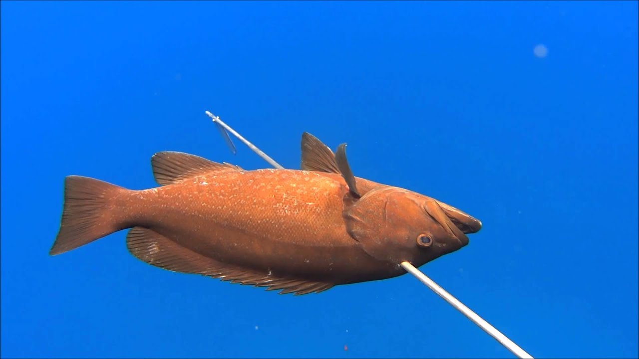 Spearfishing in Cyprus with Elias Liasis 4
