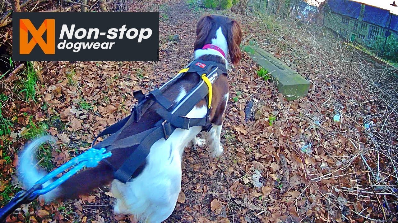 English Springer Spaniel : NON-STOP DOG WEAR FREE MOTION Harness Unbox/Fitting/TEST Cani-Trek Walk