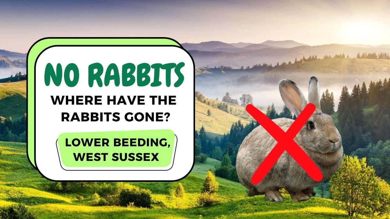 Mysterious Disappearance of Rabbits in Lower Beeding, West Sussex