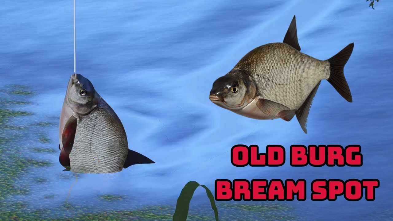 Russian Fishing 4 RF4 Bream Leszcz Brase Old burg (487)