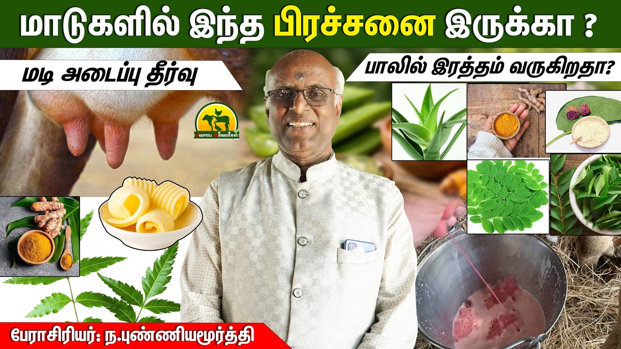 மடி அடைப்பு + பால் குறைவு = பெரிய இழப்பு | தீர்வு வீடியோ @விவசாய ஆர்வலர்கள் Vivasaya Arvalargal