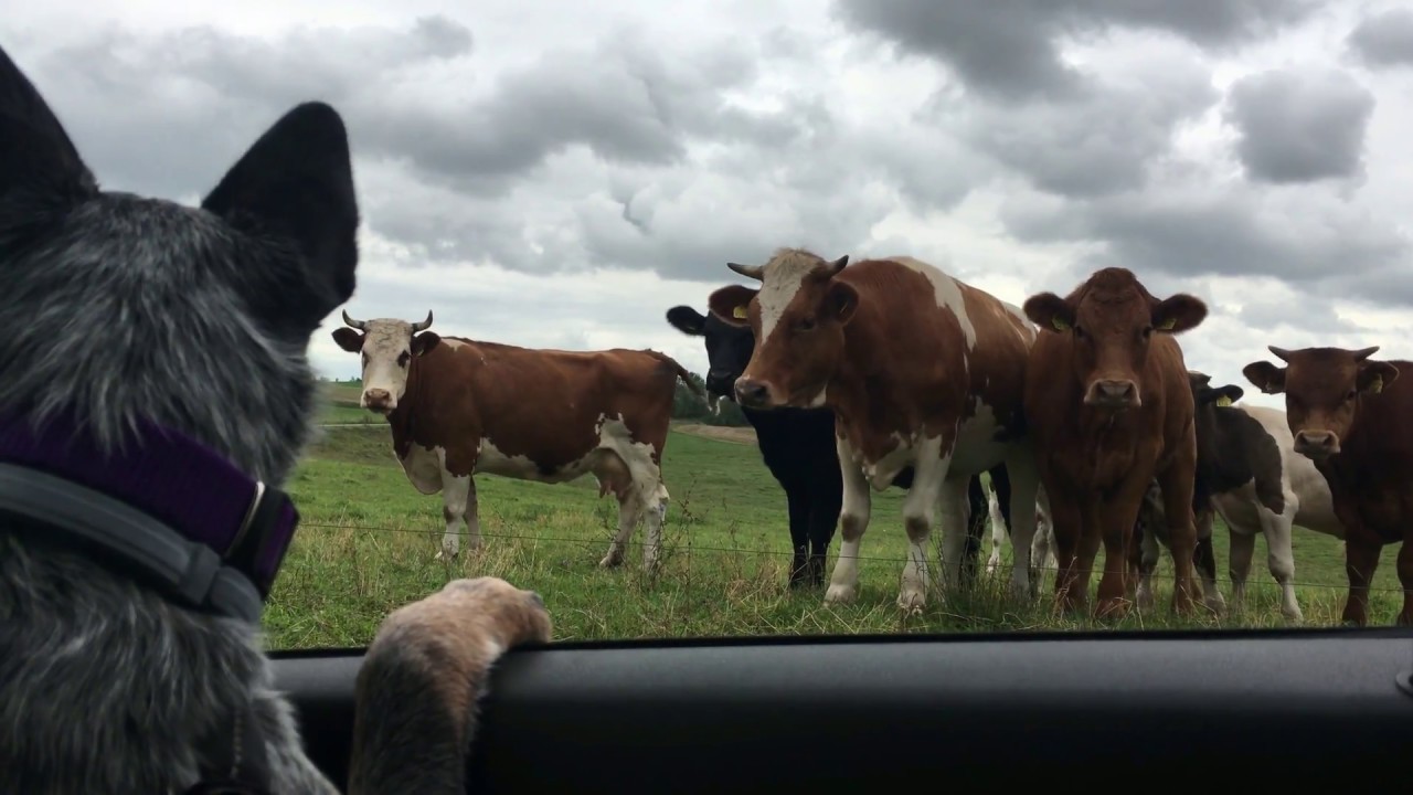 From puppy to Maloo - Australian Cattle Dog