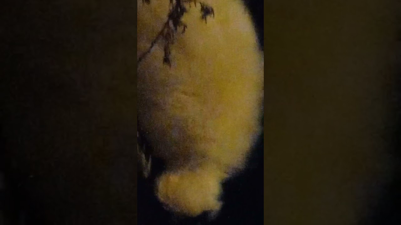 Wild Skunk Brother