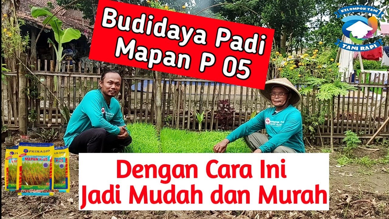 Solusi Menanam Padi MAPAN 05 di tanah kering jadi lebih mudah dengan cara ini #mapan05 #paditerbaru