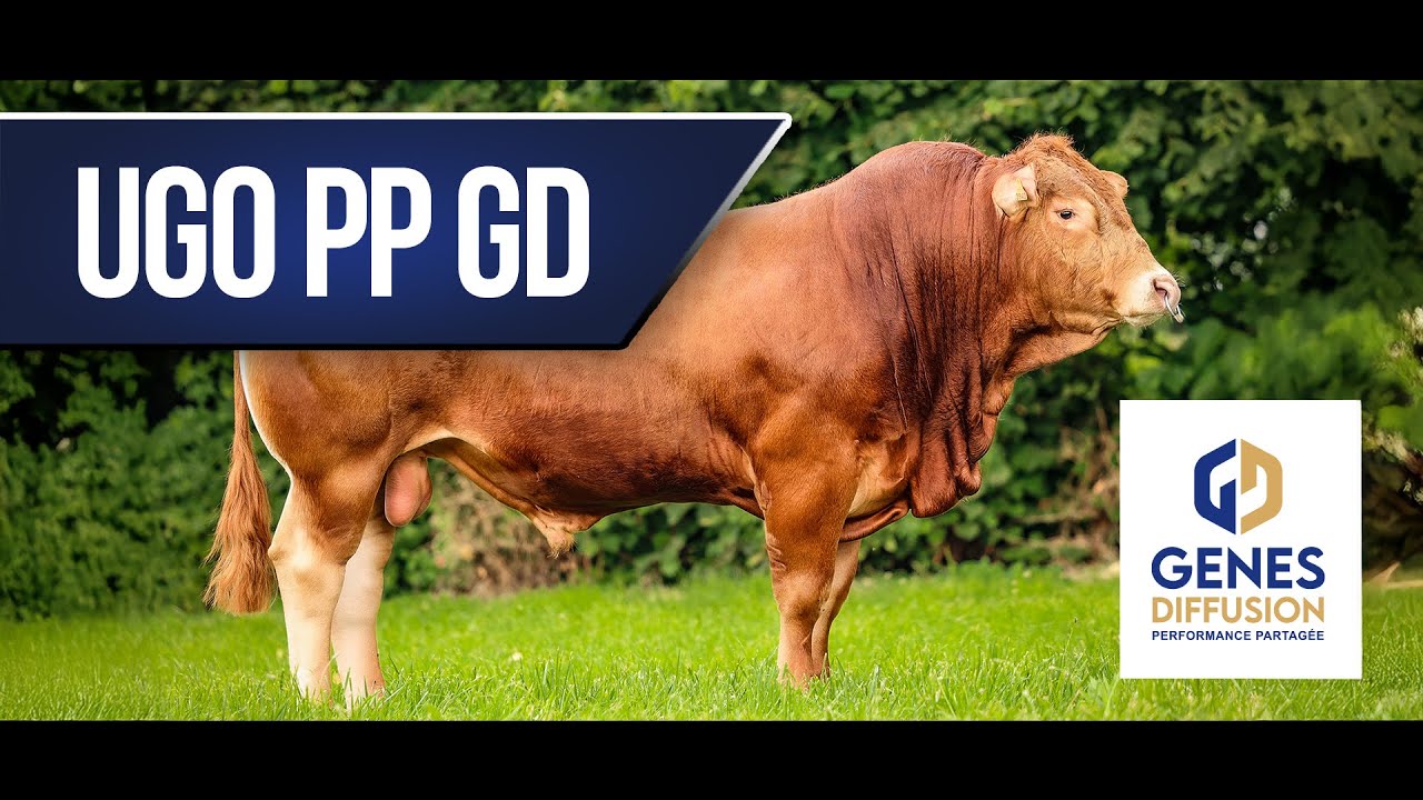 UGO PP GD - Des performances sans cornes de haut niveau