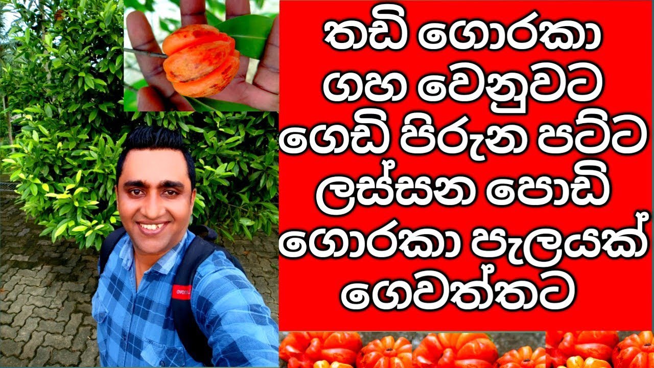 තඩි ගොරකා ගහ වෙනුවට ගෙවත්තට ගෙඩි පිරුන පට්ට ලස්සන පොඩි ගොරකා පැලයක් Garcinia Plants for home garden