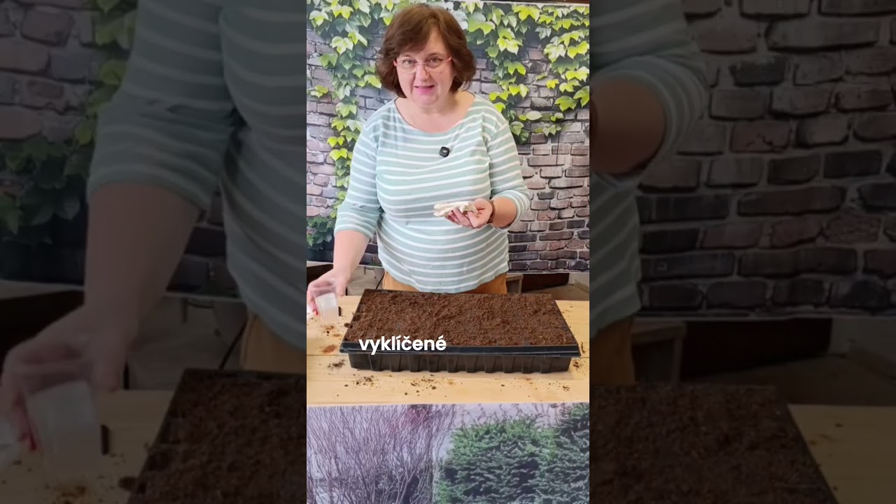 Výsev paprík 🙂 