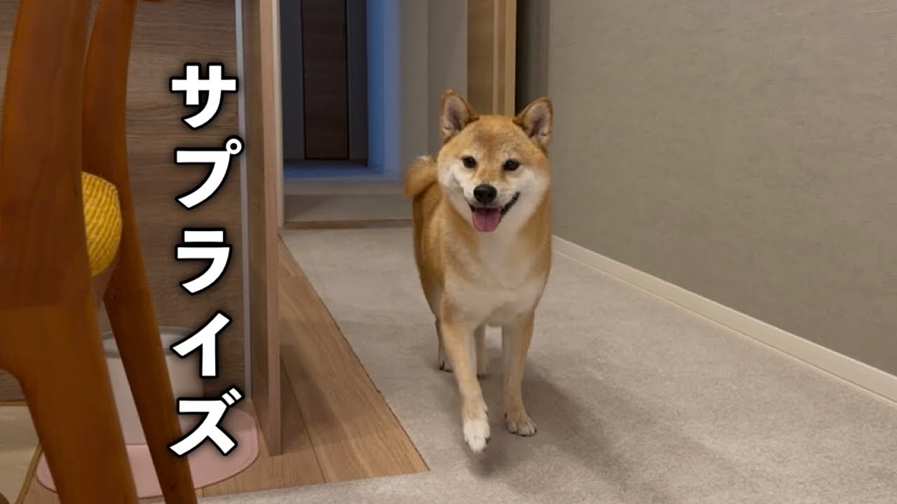 愛犬が留守の間にサプライズを仕掛けたらニコニコしながら帰ってきた柴犬が可愛すぎました