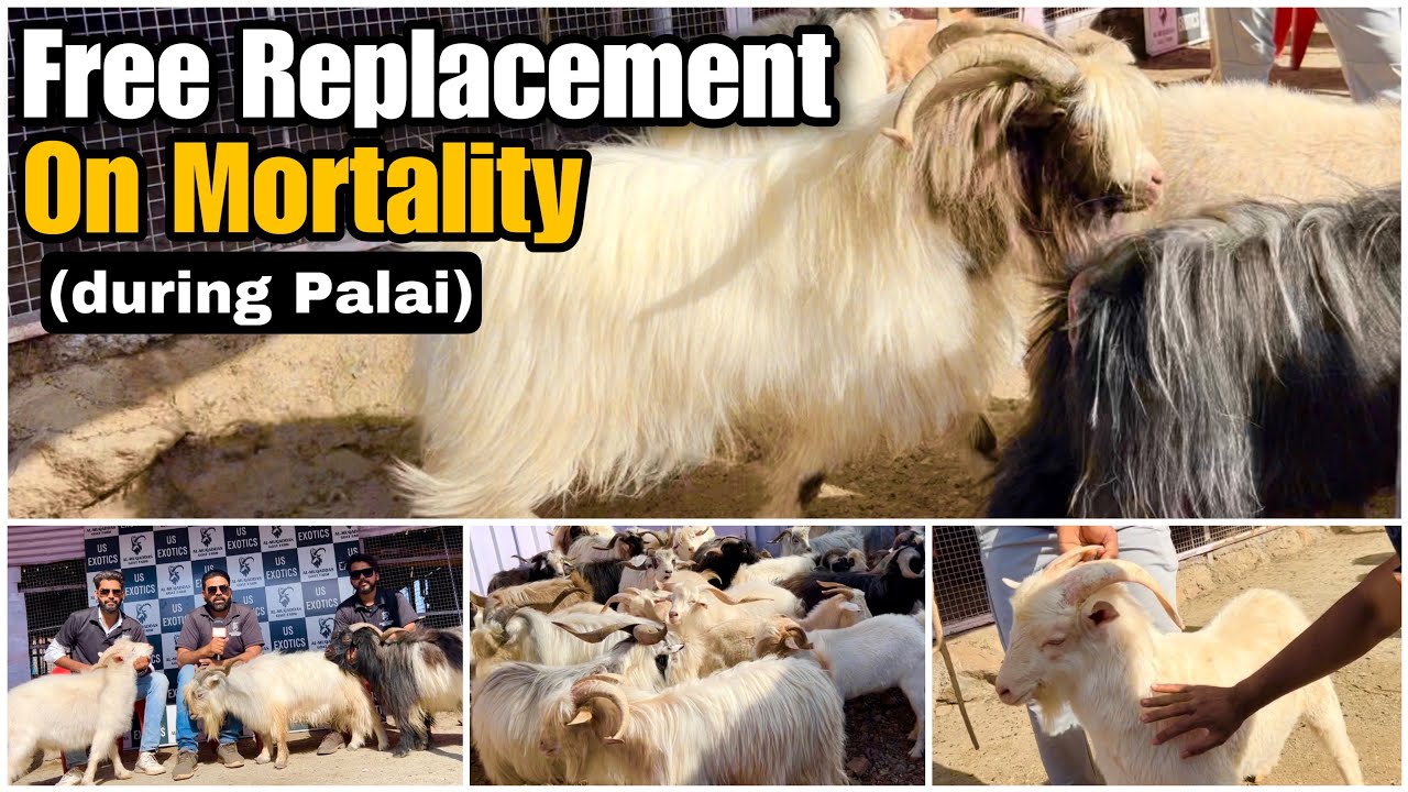 Exotic Xing & Angora Goats at Al Muqaddas Goat Farm Pune | Mortality Assurance