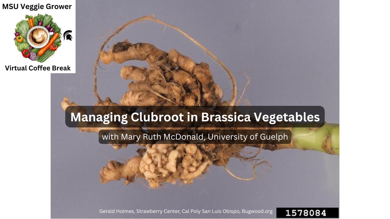 Managing Clubroot in Brassica Vegetables